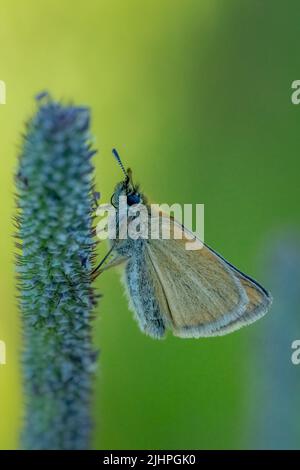 La macro fotografia dà l'opportunità di osservare il mondo degli insetti che prospera intorno a noi, ma va inosservato alla maggior parte delle persone. Skipper Essex Foto Stock