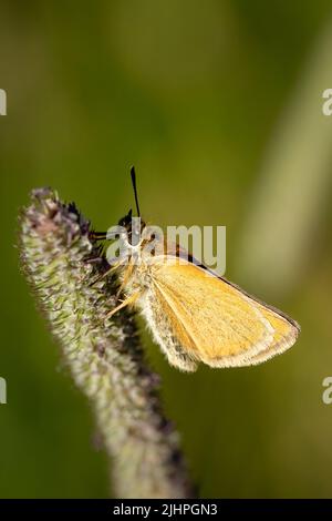 La macro fotografia dà l'opportunità di osservare il mondo degli insetti che prospera intorno a noi, ma va inosservato alla maggior parte delle persone. Skipper Essex Foto Stock