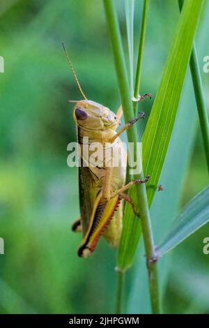 La macro fotografia dà l'opportunità di osservare il mondo degli insetti che prospera intorno a noi, ma va inosservato alla maggior parte delle persone. Una cavalletta. Foto Stock