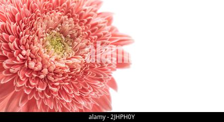 Rosa gerbera margherita fiore testa macro primo piano Foto Stock