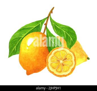 Illustrazione dell'acquerello dei limoni. Frutti tropicali maturi isolati su sfondo bianco. Agrumi con foglie su un ramo, intero, a fette. Dolce con giardino acidato. Foto Stock