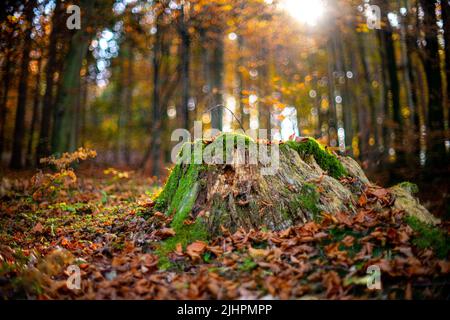 Un vecchio moncone cosparso di foglie colorate cadde in una foresta di autunno densa e muschio verde. Autunno Slovenia Foto Stock