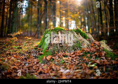 Un vecchio moncone cosparso di foglie colorate cadde in una foresta di autunno densa e muschio verde. Autunno Slovenia Foto Stock