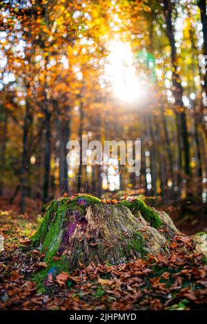 Un vecchio moncone cosparso di foglie colorate cadde in una foresta di autunno densa e muschio verde. Autunno Slovenia Foto Stock