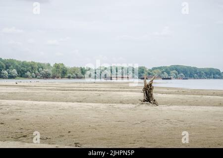 La riva sabbiosa del Danubio vicino alla città di Novi Sad. Panorama rive del Danubio vicino al Petrovaradin. Una delle spiagge della città - di Foto Stock