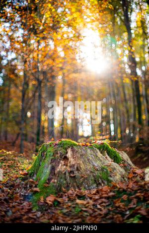 Un vecchio moncone cosparso di foglie colorate cadde in una foresta di autunno densa e muschio verde. Autunno Slovenia Foto Stock