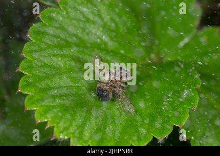 Mortalità delle api dovuta all'uso di pesticidi Foto Stock