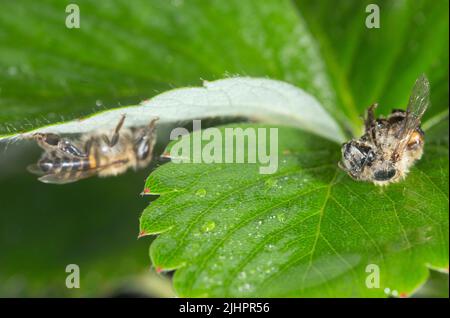 Mortalità delle api dovuta all'uso di pesticidi Foto Stock