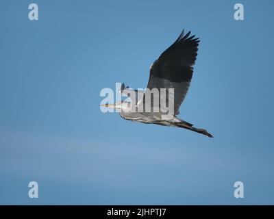 Molte specie di aironi sono ora riproduttori sul Wirral, Cheshire, Inghilterra compreso l'airone grigio. Foto Stock