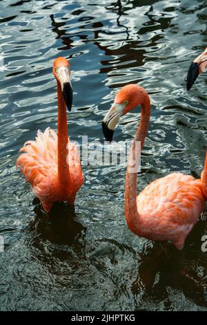 Gregge di fenicotteri in piedi in acqua di uno stagno nella città di Malang, Giava orientale, Indonesia. Nessuna gente. Foto Stock