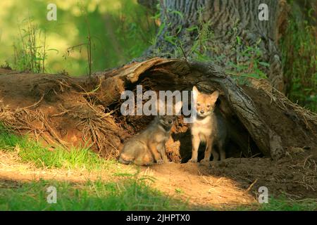 Jackal cuccioli d'oro Foto Stock