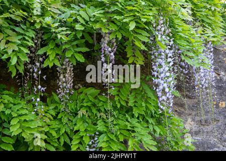 glicine fiorente un bellissimo albero prolifico con fiori viola profumati in racemi pendenti Foto Stock