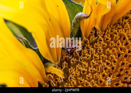 Un ladybird harlequin su un girasole in estate Foto Stock