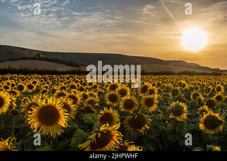 Un campo di girasoli nel South Downs al tramonto Foto Stock