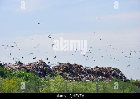 Decine di gabbiani e gabbiani che volano sui cumuli di rifiuti nella discarica comunale contro un cielo blu Foto Stock