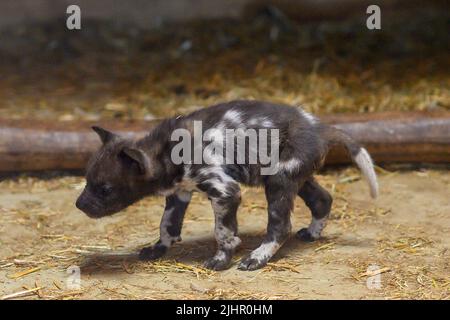 Magdeburg, Germania. 19th luglio 2022. Allo Zoo di Magdeburg è in costruzione un cucciolo di cane selvatico africano. Proprio in tempo per il 72nd compleanno dello Zoo di Magdeburg, la prole di diverse specie può essere osservata nelle recinzioni. Così, oltre ai cani selvatici, i cani rossi, le volpi dalle orecchie di pipistrello e la coppia di lynx carpentiere hanno la prole che gradualmente escono dalla sbavatura ed esplorano i recinti. Lo Zoo di Magdeburg avrà 72 anni il 21 luglio 2022. Credit: Klaus-Dietmar Gabbert/dpa/ZB/dpa/Alamy Live News Foto Stock