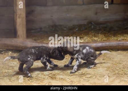 Magdeburg, Germania. 19th luglio 2022. Due cuccioli di cane selvatico africano scuffle nella loro tana allo zoo. Proprio in tempo per il 72nd compleanno dello Zoo di Magdeburg, la prole di diverse specie può essere osservata nelle recinzioni. Così, oltre ai cani selvatici, i cani rossi, le volpi dalle orecchie di pipistrello e la coppia di lynx carpentiere hanno la prole che gradualmente escono dalla sbavatura ed esplorano i recinti. Lo Zoo di Magdeburg avrà 72 anni il 21 luglio 2022. Credit: Klaus-Dietmar Gabbert/dpa/ZB/dpa/Alamy Live News Foto Stock