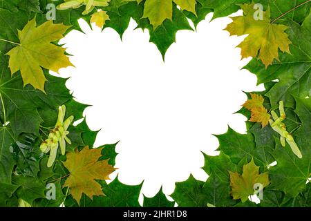 Una cornice a forma di cuore in foglie di acero multicolore. Spazio copia Foto Stock