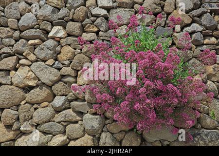 Francia, Valériane, Massif de fleurs Valériane rouge fixée dans un mur de pierres sèches / Francia, Valerian, aiuola Valeriana rossa fissata in un muro di pietra a secco Foto Stock