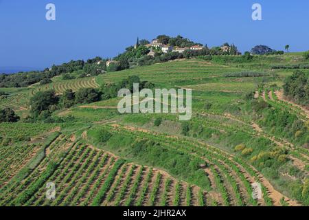 Francia, Vaucluse (84) Suzette, villaggio au coeur du vignoble de l'appellation Côtes-du-Rhône, les Dentelles de Montmirail / Francia, Vaucluse Suzette villaggio nel cuore dei vigneti della denominazione Côtes-du-Rhône, i Dentelles de Montmirail Foto Stock