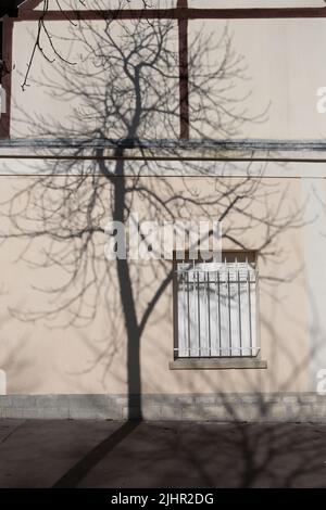 Francia, regione Ile de France, Parigi 14th circondario, Boulevard Arago, ombra degli alberi in inverno su un muro, Foto Stock
