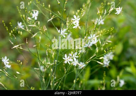 Anthericum ramosum, ramificato San Bernardo's-giglio fiori bianchi in prato closeup fuoco selettivo Foto Stock