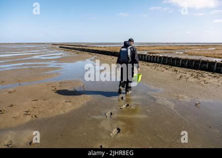 L'escursionista cammina attraverso gli appartamenti di fango vicino a Tetenbüll nella Frisia del Nord Foto Stock