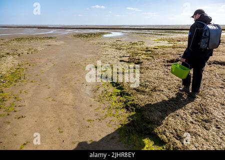 L'escursionista cammina attraverso gli appartamenti di fango vicino a Tetenbüll nella Frisia del Nord Foto Stock