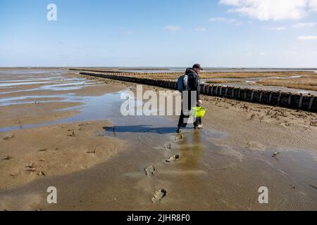 L'escursionista cammina attraverso gli appartamenti di fango vicino a Tetenbüll nella Frisia del Nord Foto Stock