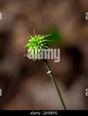 Legno Avens pianta fuoco selettivo, sfondo sfocato Foto Stock