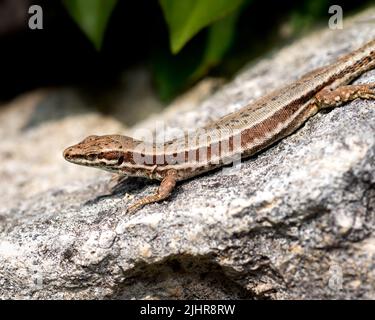 Gecko lizard guardando la macchina fotografica, lucertola europea marrone Foto Stock
