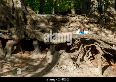 Bambina alle radici di un faggeto di rame di oltre 200 anni, esposta dal vento e dal tempo, Gieselautal a Dithmarschen vicino al Stone Age Park Foto Stock