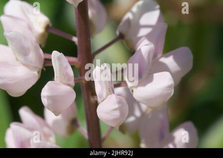 Fiori rosa lupino, macro shot, focus locale Foto Stock