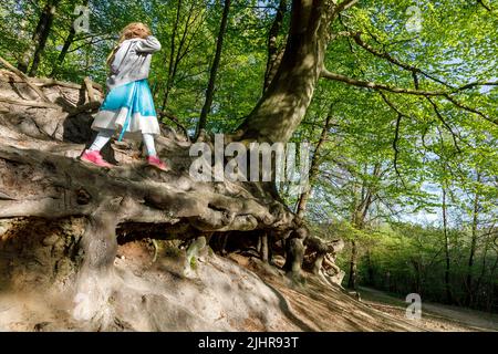 Bambina alle radici di un faggeto di rame di oltre 200 anni, esposta dal vento e dal tempo, Gieselautal a Dithmarschen vicino al Stone Age Park Foto Stock