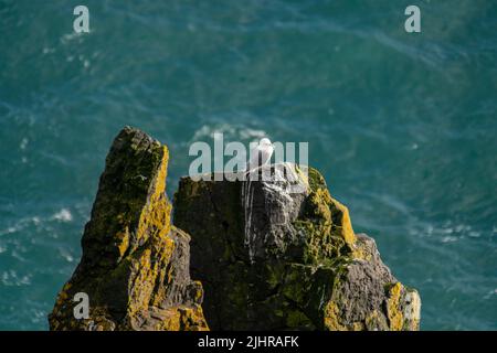 Bei gabbiani seduti sulla scogliera a Londrangar, islanda. Foto Stock