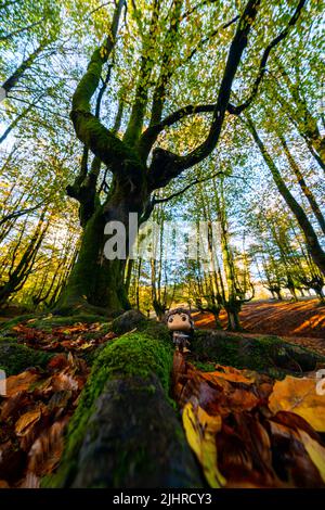 Foresta Otzarreta in Gorbea Parco Naturale. Bizkaia, Paesi Baschi Foto Stock