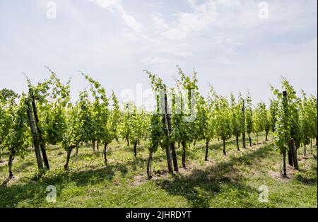 2022-07-20 11:03:12 ERICHEM - Un vigneto del dominio del vino Betuwe, un enologo sul Betuwe. La viticoltura olandese beneficia del bel tempo, ma in condizioni di caldo estremo la crescita di piante e uva si ferma. ANP BART MAAT uscita paesi bassi - uscita belgio Foto Stock