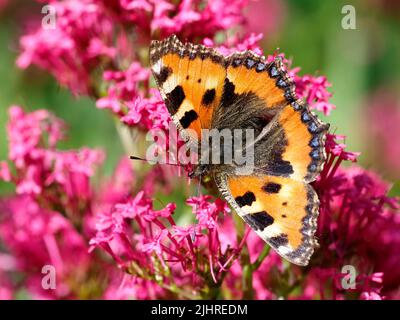 La piccola farfalla di tartaruga (Aglais urticae) su un fiore valeriano (Centrenthus ruber), è una farfalla della famiglia Nymphalidae. Foto Stock