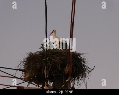 Cicogna bianca in nido su pilone elettrico Foto Stock