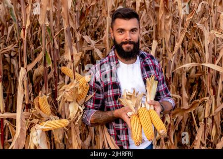 Coltivatore o agronomo nel campo di mais che tiene le pannocchie dorate mature, felice e soddisfatto con la resa dopo il raccolto. Foto Stock