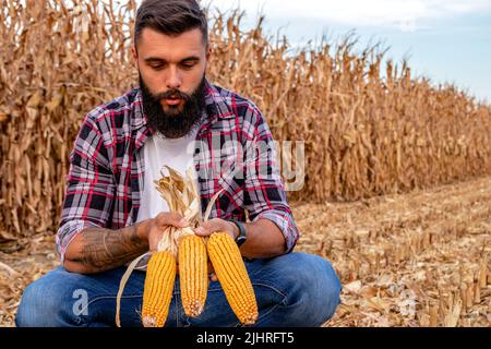 Coltivatore o agronomo nel campo di mais che tiene le pannocchie dorate mature, felice e soddisfatto con la resa dopo il raccolto. Foto Stock