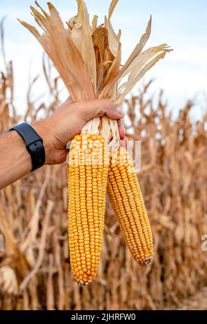 Coltivatore o agronomo nel campo di mais che tiene le pannocchie dorate mature dopo il raccolto. Primo piano del corn di supporto manuale. Foto Stock