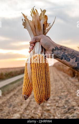 Coltivatore o agronomo nel campo di mais che tiene le pannocchie dorate mature dopo il raccolto. Primo piano del corn di supporto manuale. Foto Stock