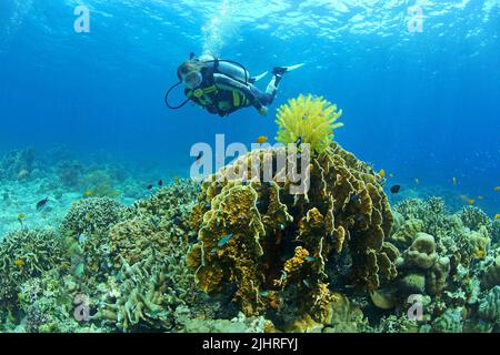 Il subacqueo guarda su una stella gialla di piuma su un corallo del fuoco di Millepora (Millepora platyphylla), Grande barriera Corallina, Australia Foto Stock