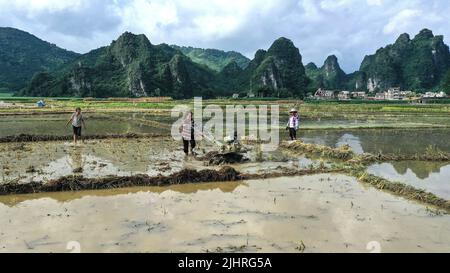 Dahua, la regione autonoma cinese di Guangxi Zhuang. 20th luglio 2022. Gli agricoltori lavorano in risaie nel villaggio di Longkou, Contea autonoma di Dahua Yao, regione autonoma di Guangxi Zhuang, Cina meridionale, 20 luglio 2022. Credit: Zhang Ailin/Xinhua/Alamy Live News Foto Stock