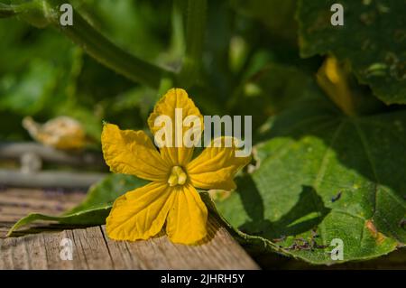 Primo piano di fiore di cetriolo alla luce del sole Foto Stock