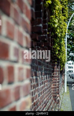 Un muro di mattoni con piante verdi Foto Stock