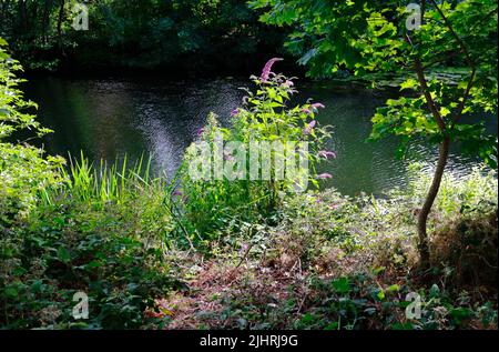 Una vista del fiume Wensum dal sentiero che porta al Train Wood a nord del St Crispin's Bridge nella città di Norwich, Norfolk, Regno Unito. Foto Stock