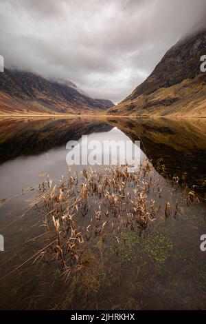 Canne e riflessioni in Loch Achtriochtan, Glencoe, Scozia Foto Stock