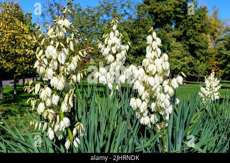 Molti delicati fiori bianchi della pianta di Yucca filamentosa, comunemente conosciuta come ago e filo di Adamo, in un giardino in una giornata estiva soleggiata, bellissimo outdo Foto Stock